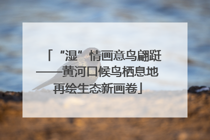 “湿”情画意鸟翩跹——黄河口候鸟栖息地再绘生态新画卷