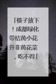筷子放下！成都绿化带桔黄小花并非黄花菜，吃不得