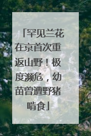 罕见兰花在京首次重返山野！极度濒危，幼苗曾遭野猪啃食