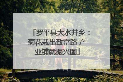 罗平县大水井乡：菊花栽出致富路 产业铺就振兴图