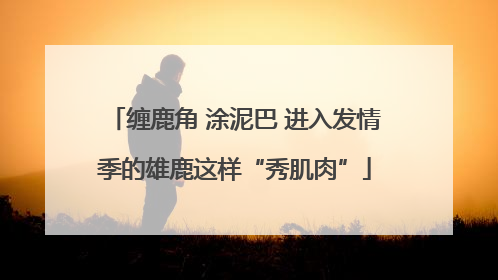 缠鹿角 涂泥巴 进入发情季的雄鹿这样“秀肌肉”