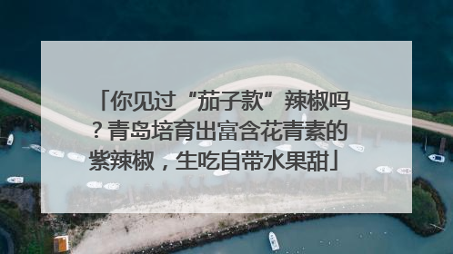 你见过“茄子款”辣椒吗？青岛培育出富含花青素的紫辣椒，生吃自带水果甜