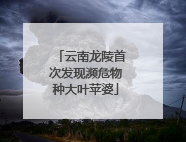 云南龙陵首次发现濒危物种大叶苹婆