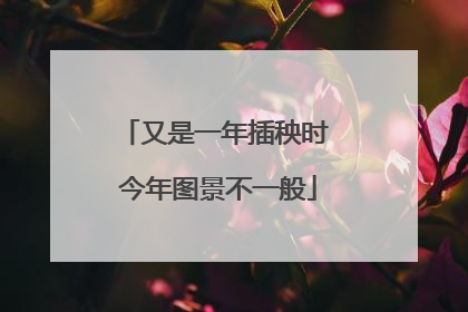 又是一年插秧时 今年图景不一般