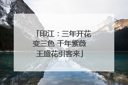 印江：三年开花变三色 千年紫薇王盛花引客来