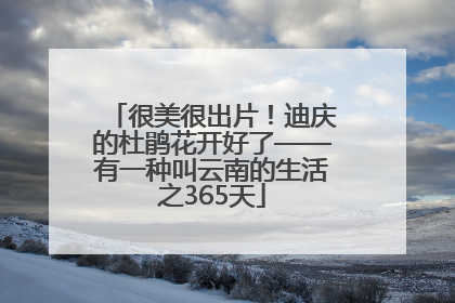 很美很出片！迪庆的杜鹃花开好了——有一种叫云南的生活之365天