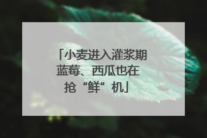 小麦进入灌浆期 蓝莓、西瓜也在抢“鲜”机