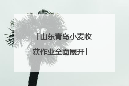 山东青岛小麦收获作业全面展开