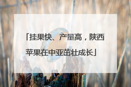 挂果快、产量高，陕西苹果在中亚茁壮成长