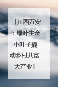 江西万安：绿叶生金 小叶子撬动乡村共富大产业