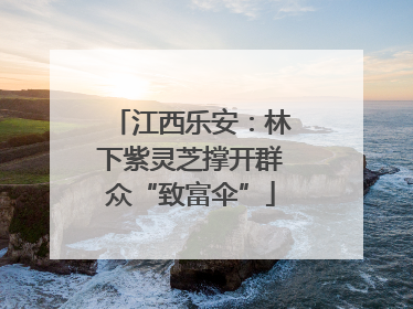 江西乐安：林下紫灵芝撑开群众“致富伞”