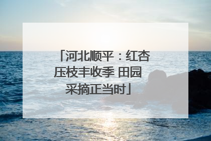 河北顺平：红杏压枝丰收季 田园采摘正当时