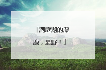 洞庭湖的麋鹿，最野！