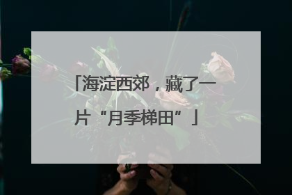 海淀西郊，藏了一片“月季梯田”