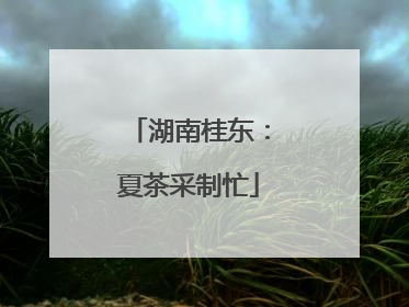 湖南桂东：夏茶采制忙
