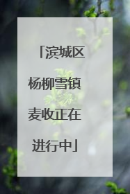 滨城区杨柳雪镇麦收正在进行中