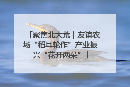 聚焦北大荒｜友谊农场“稻耳轮作”产业振兴“花开两朵”