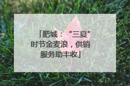 肥城：“三夏”时节金麦浪，供销服务助丰收