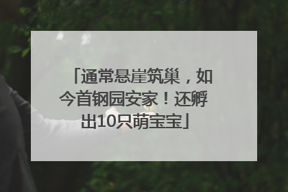 通常悬崖筑巢，如今首钢园安家！还孵出10只萌宝宝