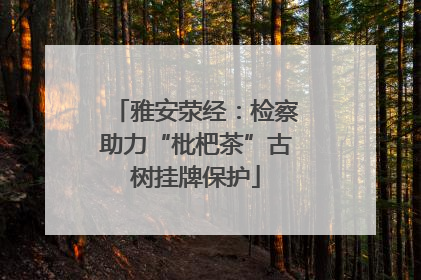 雅安荥经：检察助力“枇杷茶”古树挂牌保护