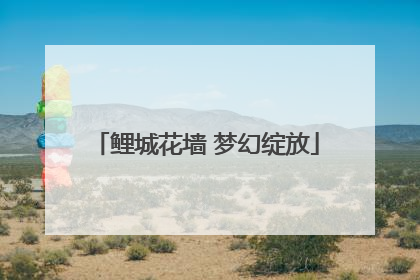 鲤城花墙 梦幻绽放