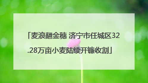 麦浪翻金穗 济宁市任城区32.28万亩小麦陆续开镰收割