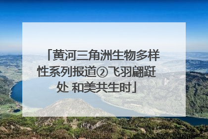 黄河三角洲生物多样性系列报道②飞羽翩跹处 和美共生时
