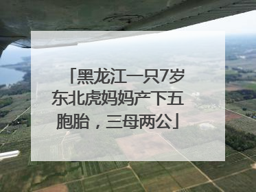 黑龙江一只7岁东北虎妈妈产下五胞胎，三母两公