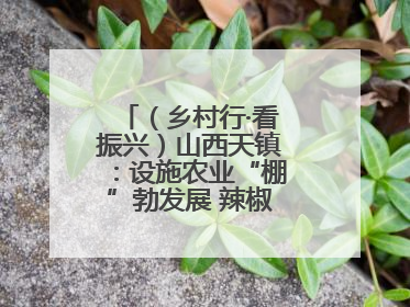 （乡村行·看振兴）山西天镇：设施农业“棚”勃发展 辣椒产业蓄势待发