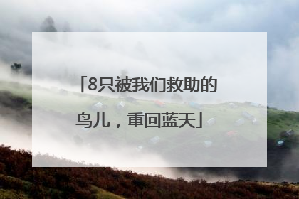 8只被我们救助的鸟儿，重回蓝天